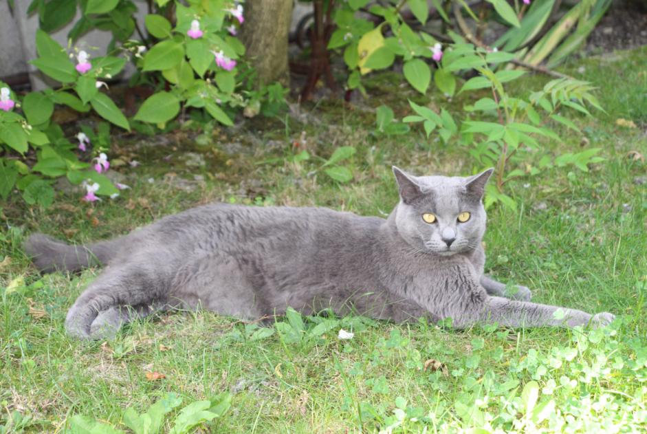 Vermisstmeldung Katze Männliche , 4 jahre Reims Frankreich