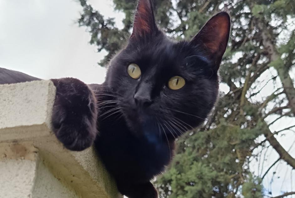 Alerte Disparition Chat Mâle , 5 ans Tinqueux France