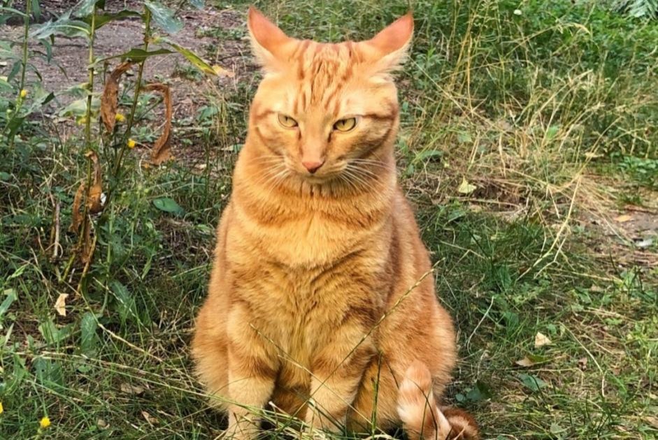 Alerte Disparition Chat Mâle , 6 ans Reims France Alerte Disparition Chat Mâle , 6 ans Reims France