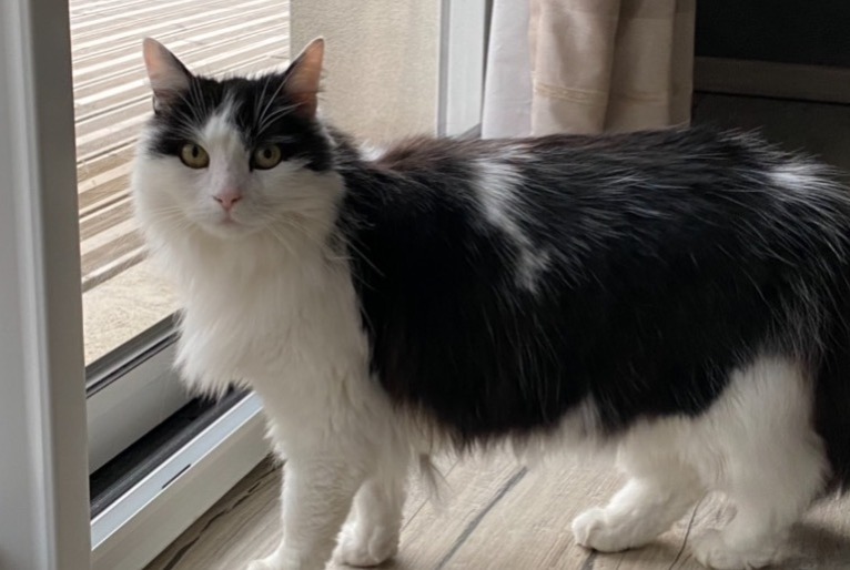 Alerte Disparition Chat Femelle , 13 ans Gueux France