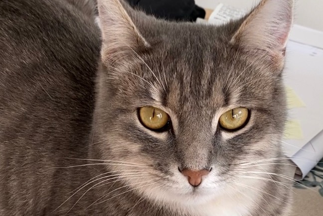 Alerte Disparition Chat Mâle , 4 ans Berru France Alerte Disparition Chat Mâle , 4 ans Berru France